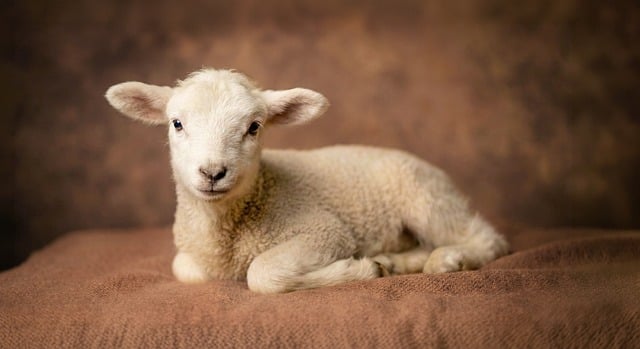 Prikrývky, pod ktorými budete spať ako bábätko